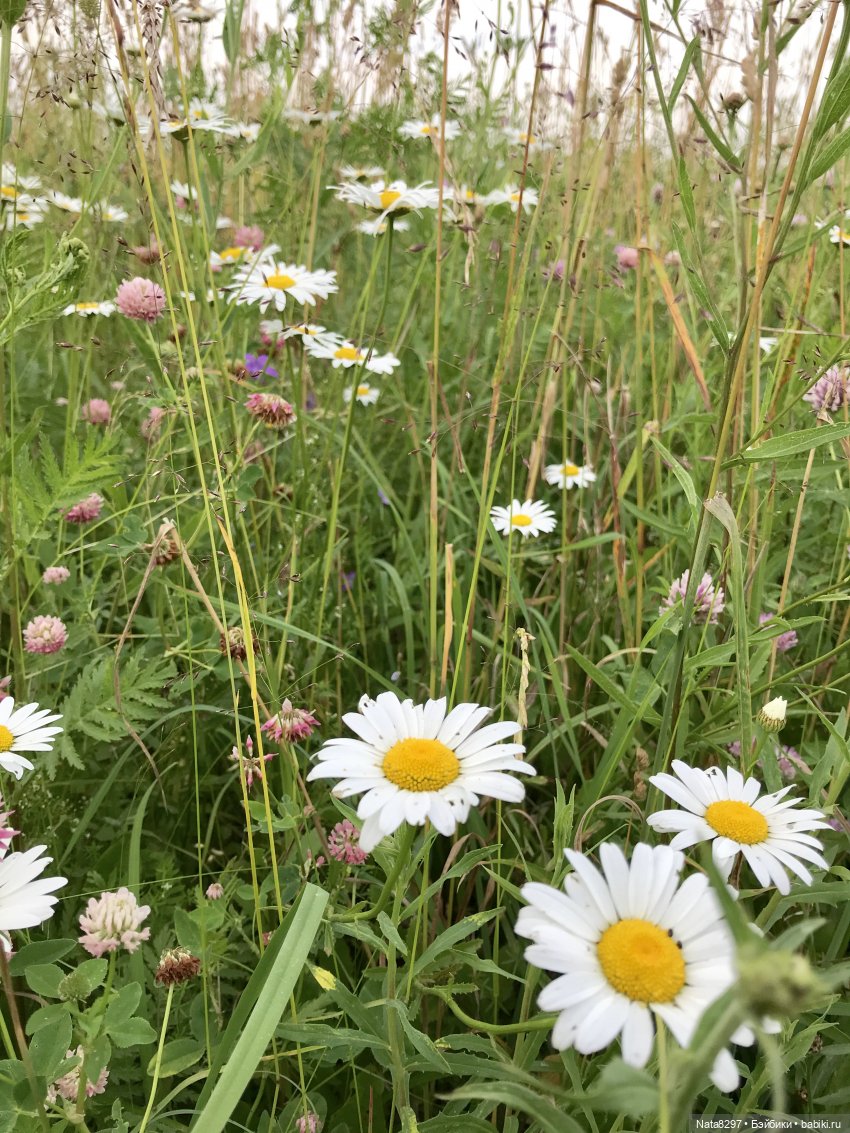Плюшечки в цвету. Часть 3. Селин и Барбара от Heidi Plusczok (фото 8)