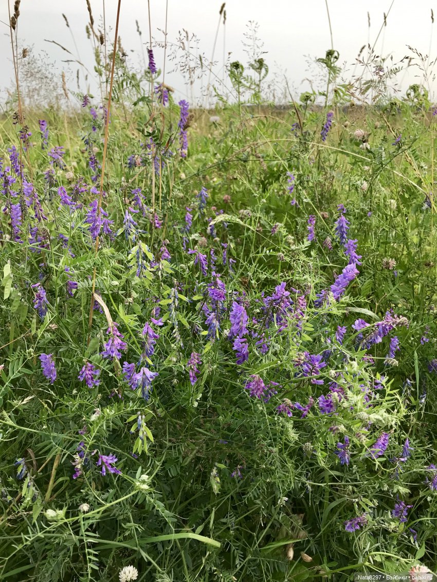 Плюшечки в цвету. Часть 3. Селин и Барбара от Heidi Plusczok