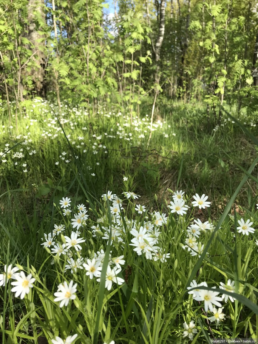 Первоцветы и Айрлис от Heidi Plusczok (фото 3)