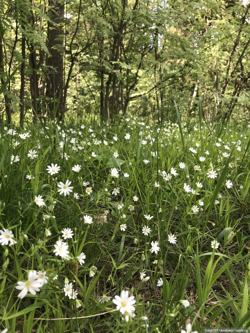 Первоцветы и Айрлис от Heidi Plusczok (фото 8)