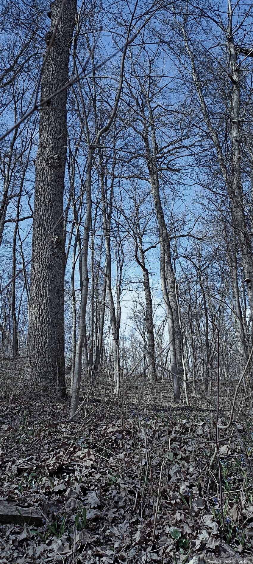 Безмолвный лес — Куклы Integrity Toys (Интегрити): Poppy Parker (фото 4)