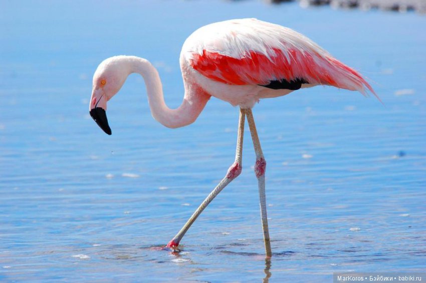 Крылатые дети заката — ООАК Monster High и Ever After High: репейнт