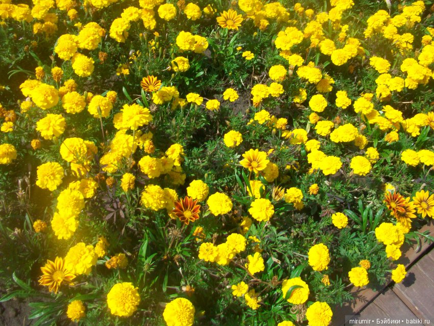 Как мы с кукляшками летом посещали цветочный фестиваль