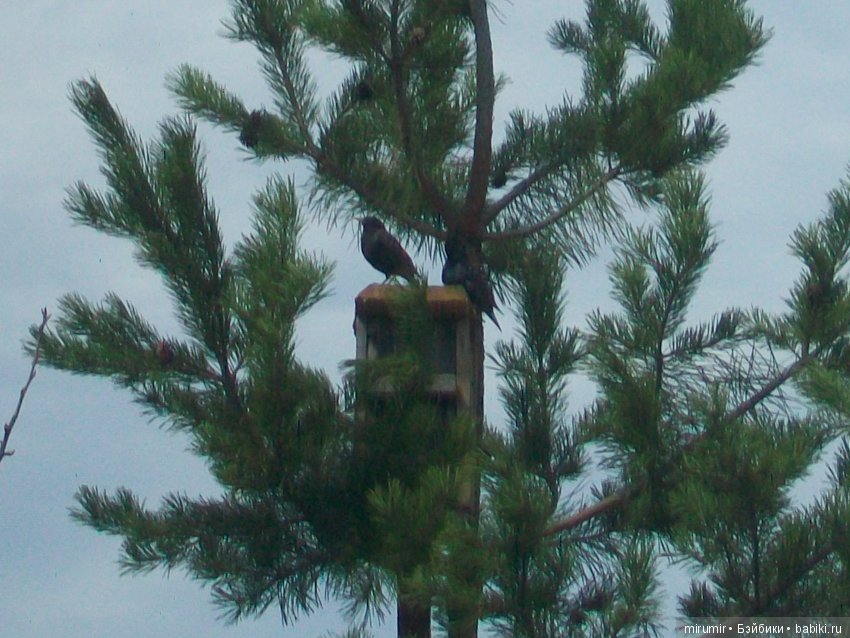 У нас на даче поселились скворцы (фото 5)