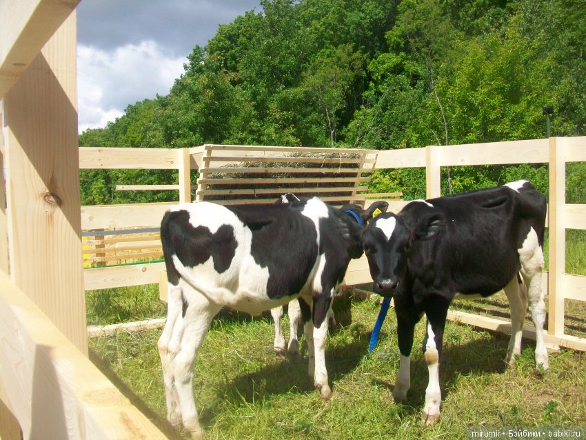 Молочный фестиваль — Другие мини