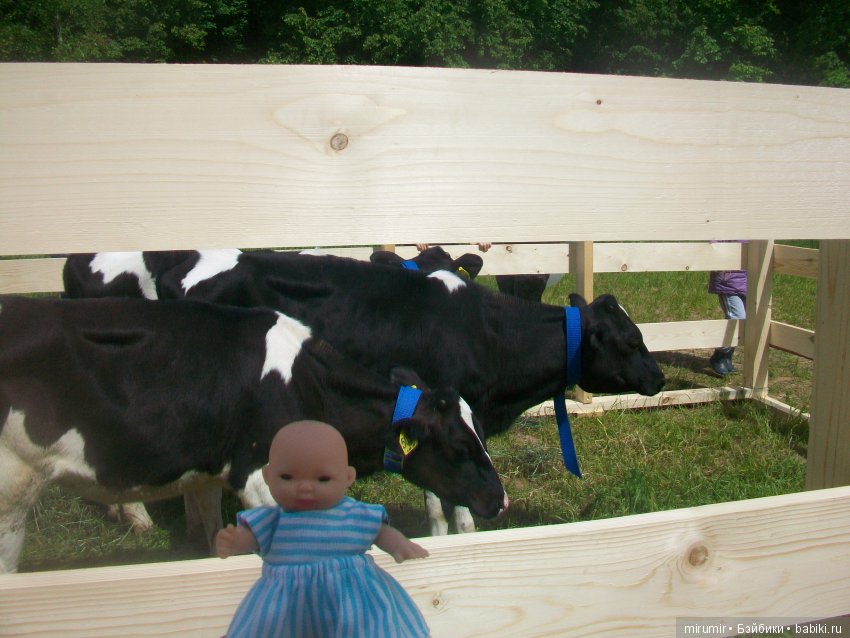 Молочный фестиваль — Другие мини