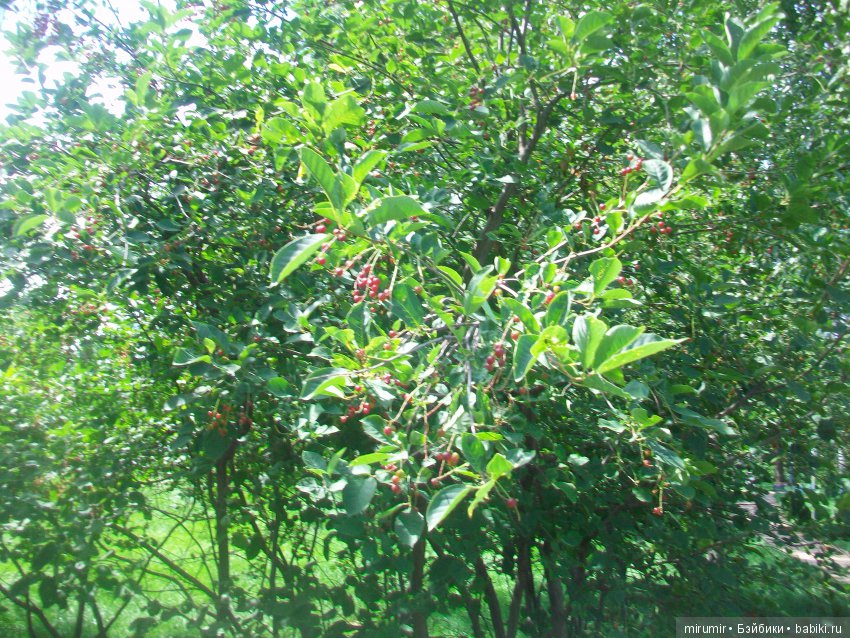 Прогулка с кукляшками — Другие мини