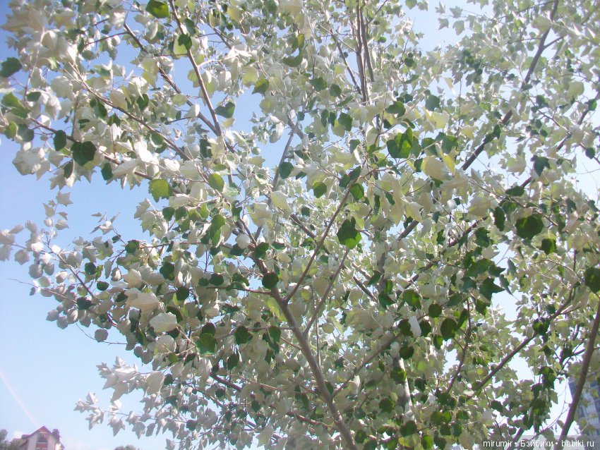 Цветочный фестиваль в Казани - 2019 (фото 9)