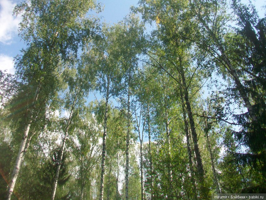 Как мы ездили в марийские леса на озеро Яльчик