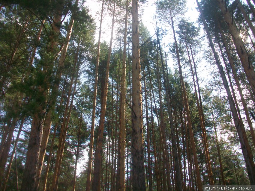 Как мы ездили в марийские леса на озеро Яльчик (фото 8)