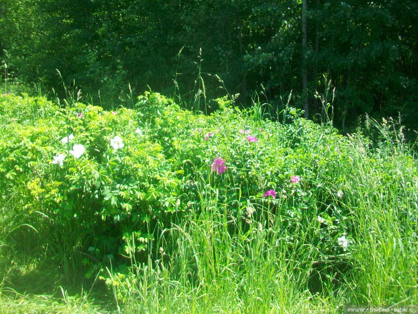 Вот и лето пришло — Другие мини