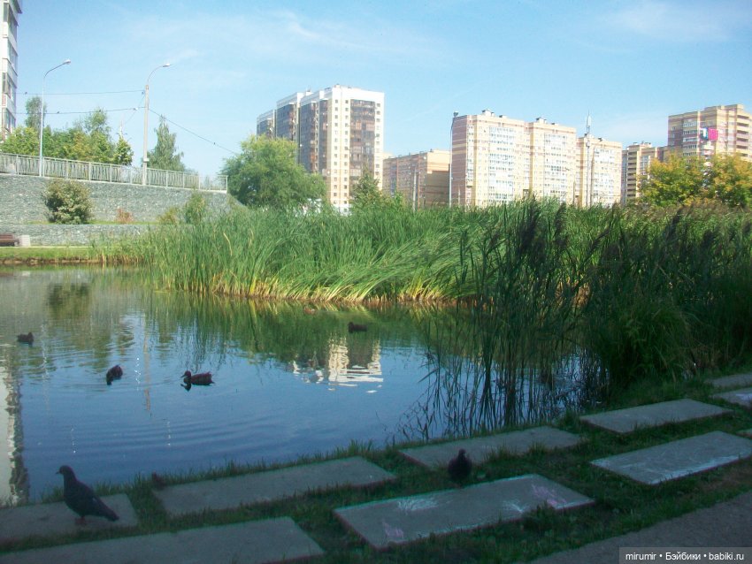 Как мы ходили смотреть уток на озере (фото 8)