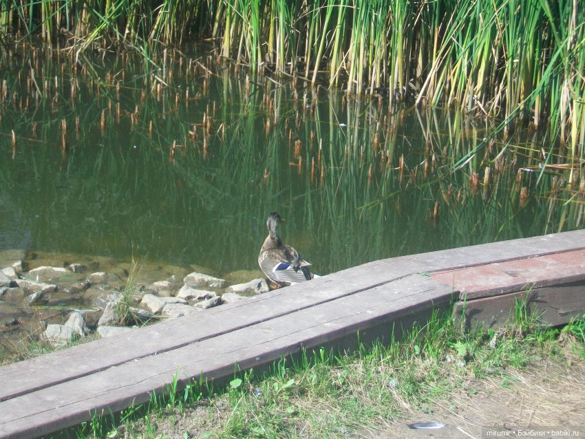 Как мы ходили смотреть уток на озере (фото 4)
