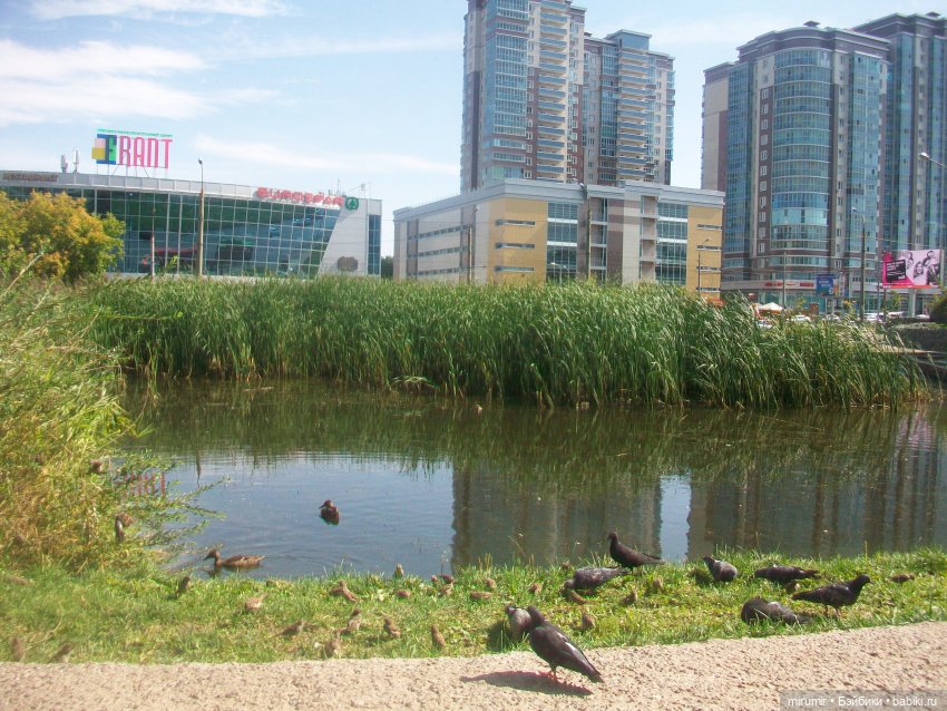 Как мы ходили смотреть уток на озере