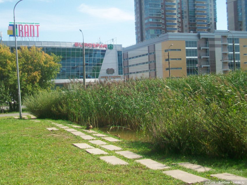 Как мы ходили смотреть уток на озере (фото 2)