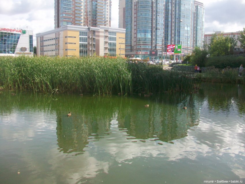 Как мы ходили смотреть уток на озере