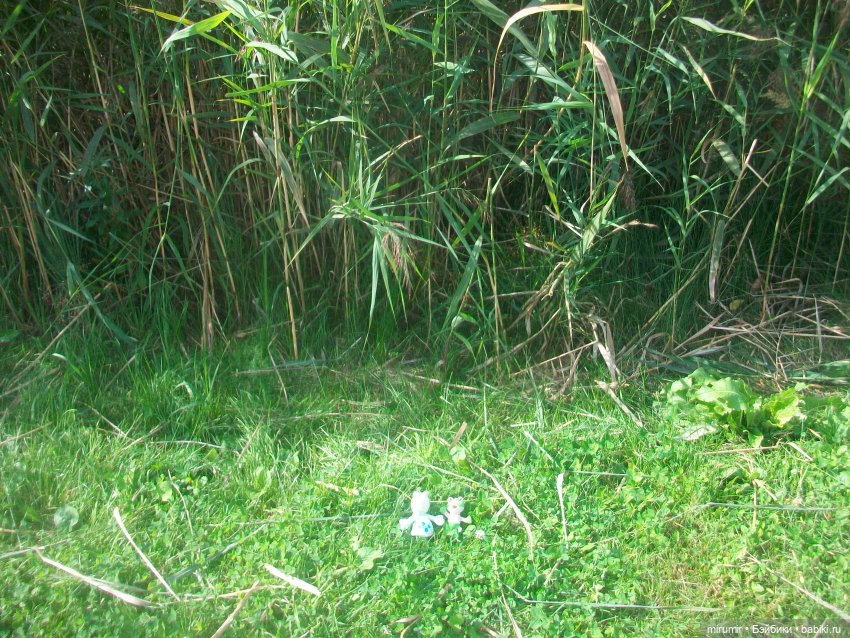 Как мы ходили смотреть уток на озере