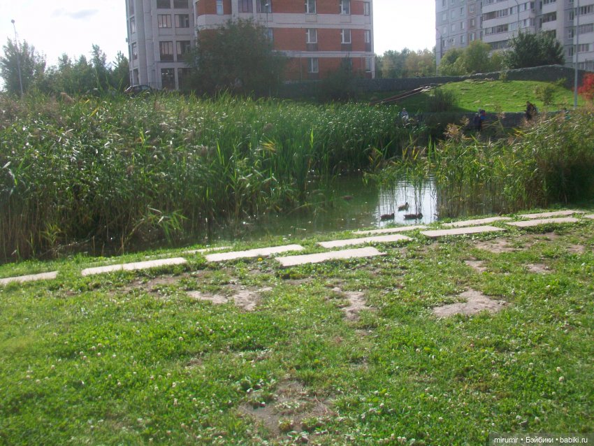 На уток захотели посмотреть и мои лягушки-путешественницы (фото 5)