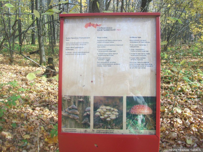 Прогулка в парке — Туризм и путешествия: фотоотчеты из поездок