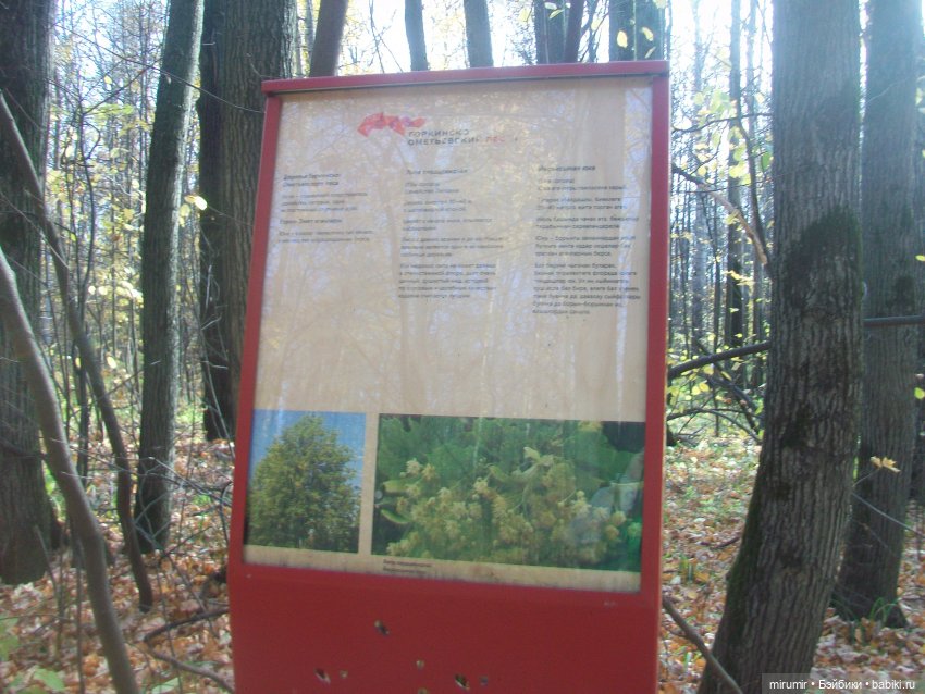 Прогулка в парке — Туризм и путешествия: фотоотчеты из поездок