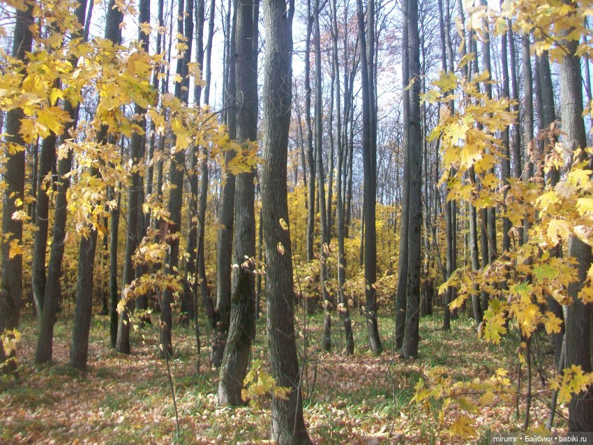 Прогулка в парке — Туризм и путешествия: фотоотчеты из поездок (фото 2)