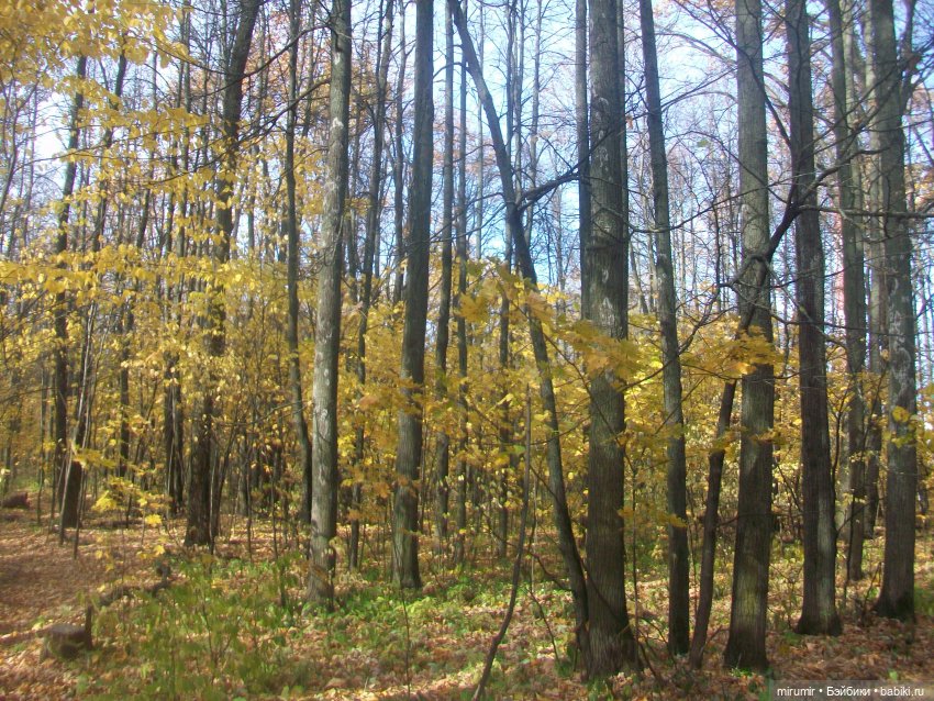 Прогулка в парке — Туризм и путешествия: фотоотчеты из поездок
