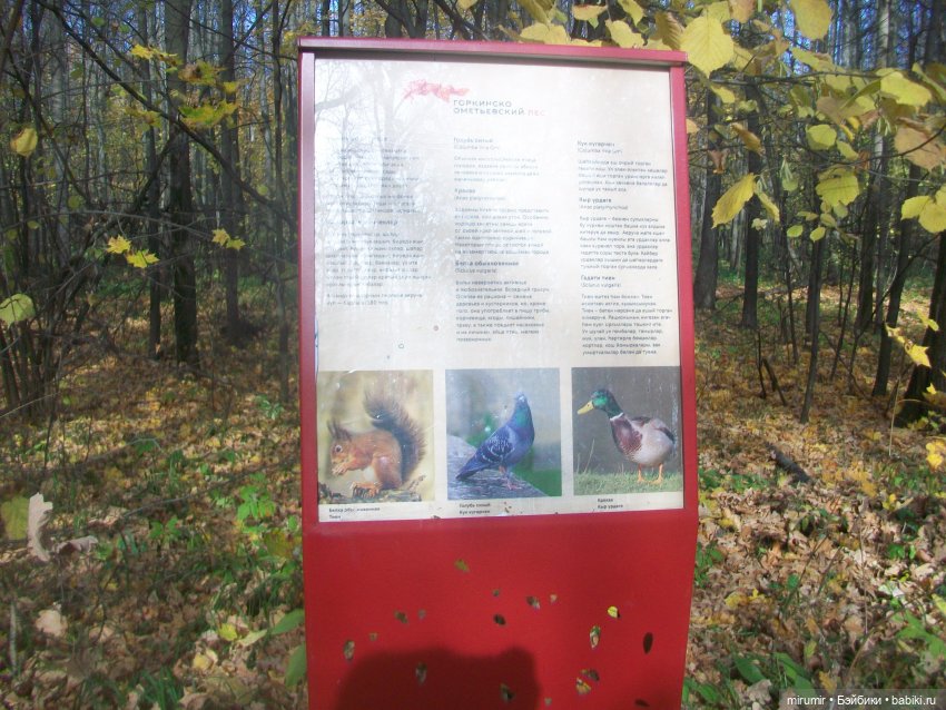 Прогулка в парке — Туризм и путешествия: фотоотчеты из поездок