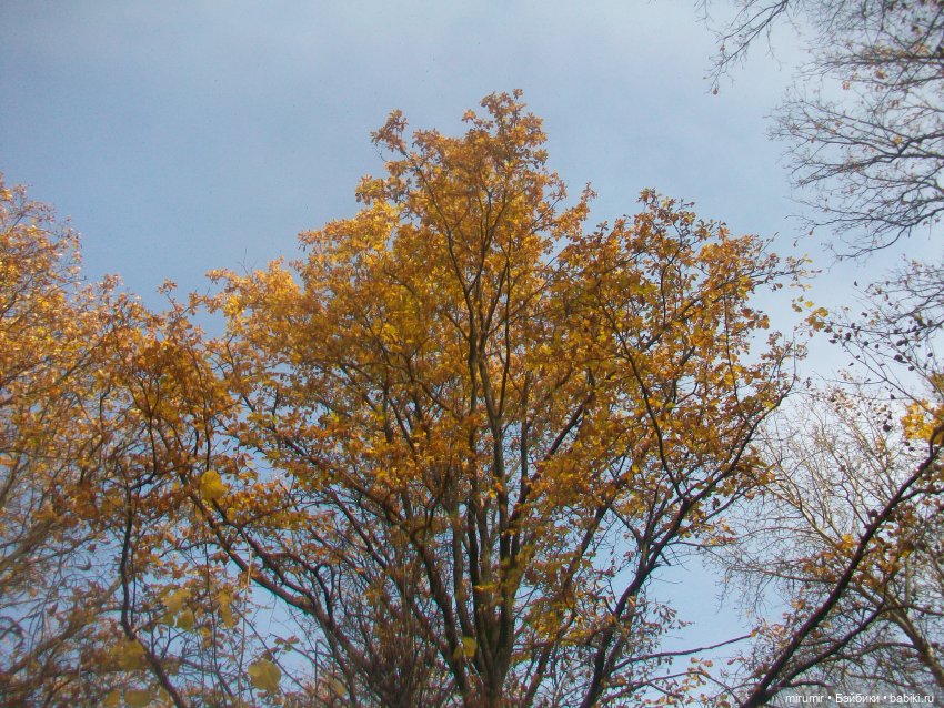Прогулка в парке — Туризм и путешествия: фотоотчеты из поездок (фото 10)