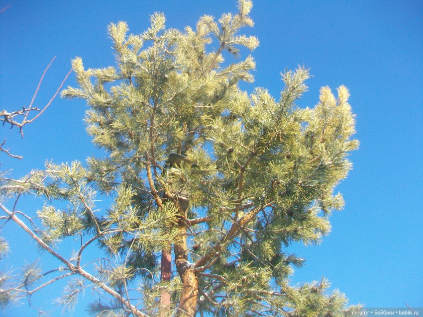 Зимняя дача — Другие мини