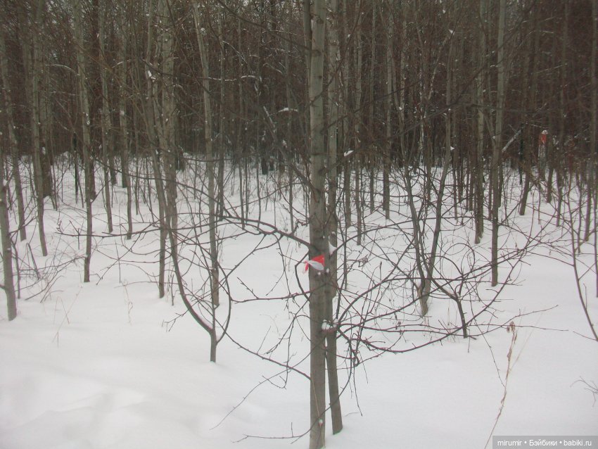 Прогулка в парке под названием ЛЕС