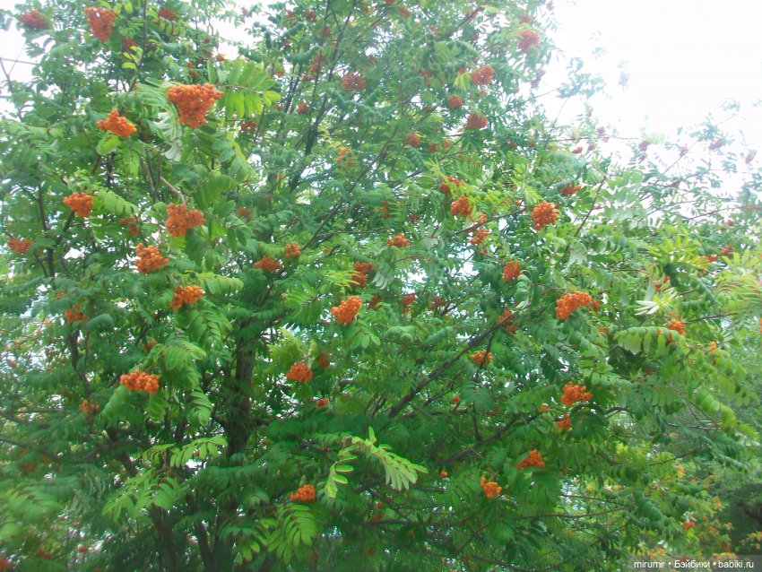 Прогулка на бульвар - 1 — Другие мини (фото 7)