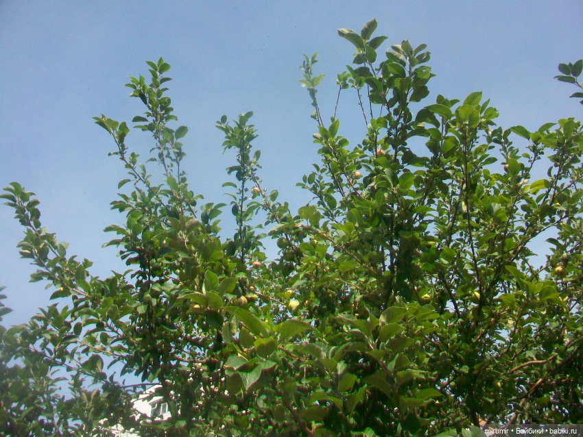 Прогулка на бульвар - 2 — Игровые куклы разных производителей (Разное): редкие бренды