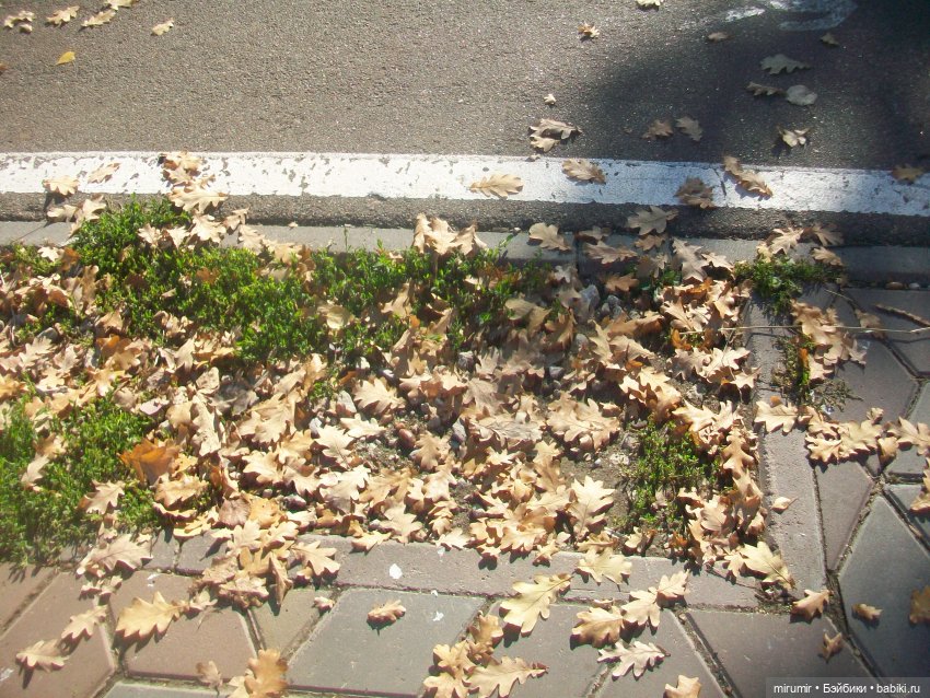 Испачканный пастой найденыш - 2