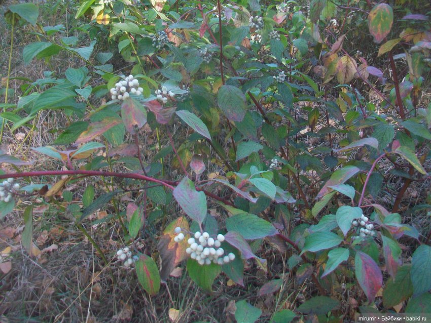 Испачканный пастой найденыш - 2