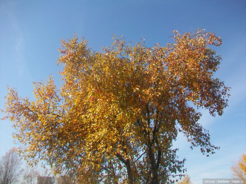 Испачканный пастой найденыш - 2