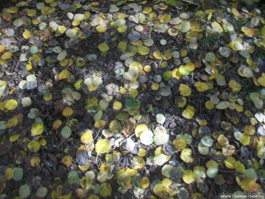 Испачканный пастой найденыш - 2