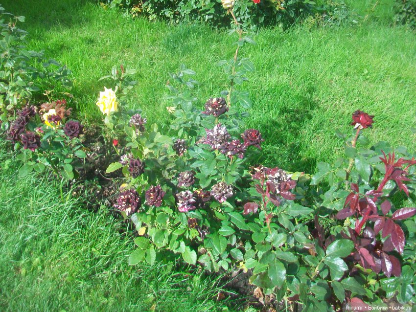 Мои кукляшки и музеи - 2 — Игровые куклы разных производителей (Разное): редкие бренды