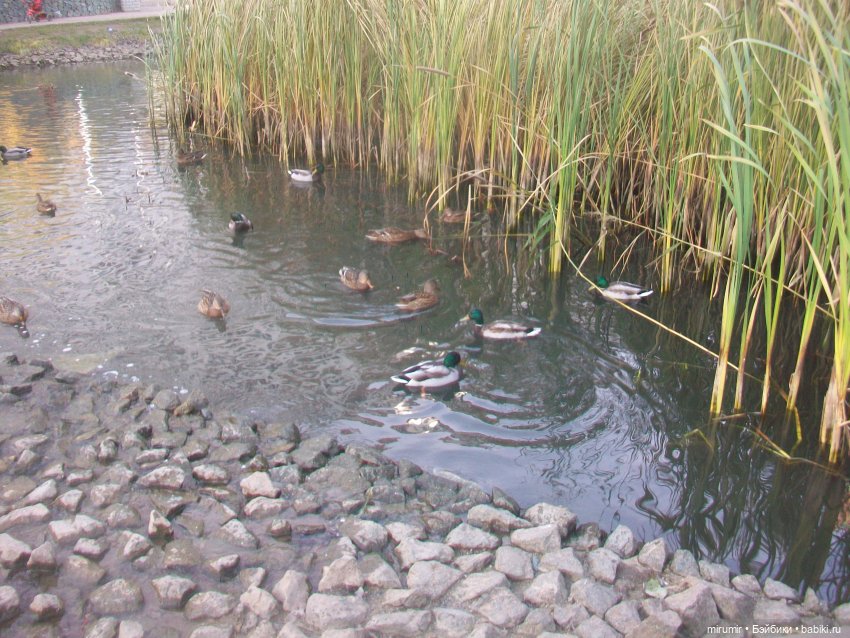 Осенние прогулки — Игровые куклы разных производителей (Разное): редкие бренды (фото 6)