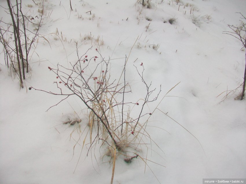 Вот уже и зима — Игровые куклы разных производителей (Разное): редкие бренды (фото 3)