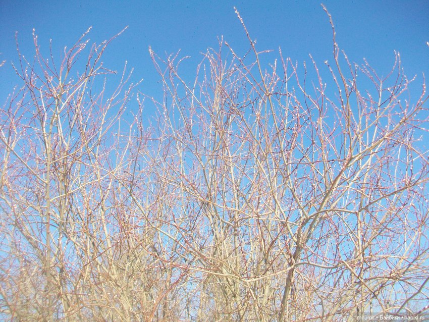 Февральские прогулки — Игровые куклы разных производителей (Разное): редкие бренды