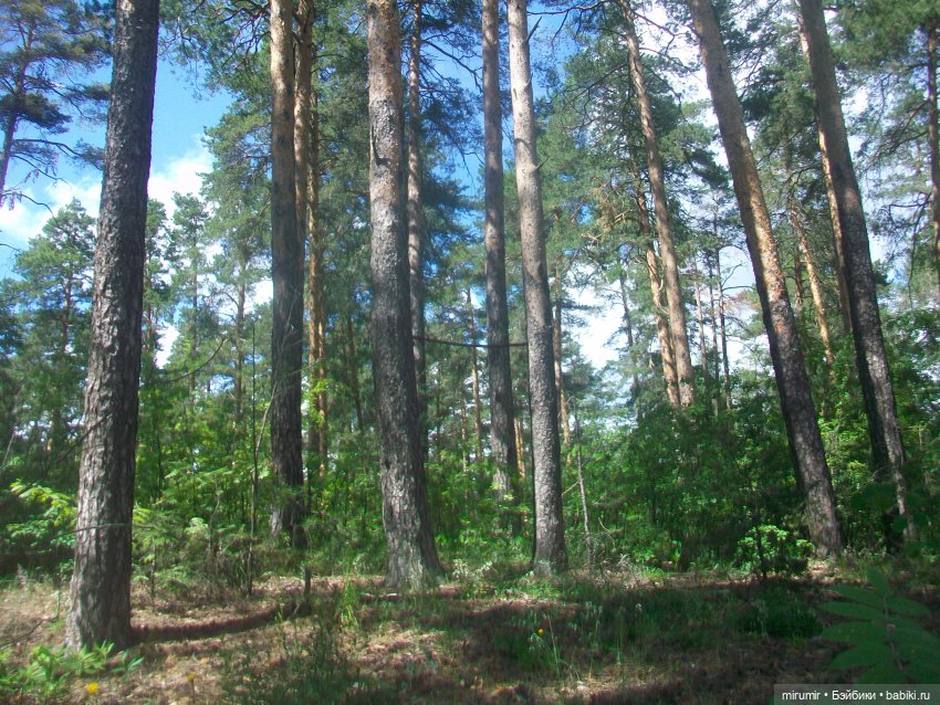 Июньские прогулки - 2 — Игровые куклы разных производителей (Разное): редкие бренды