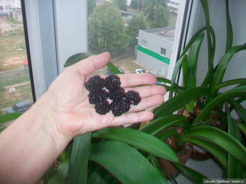 Новые куколки Валя и Галя - 1 (фото 10)