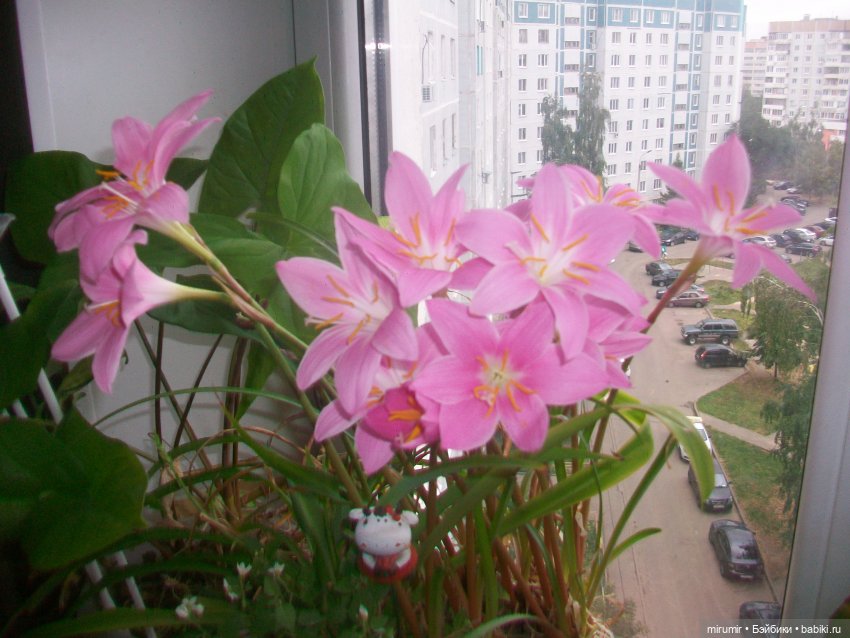 Новые куколки Валя и Галя - 1 (фото 9)