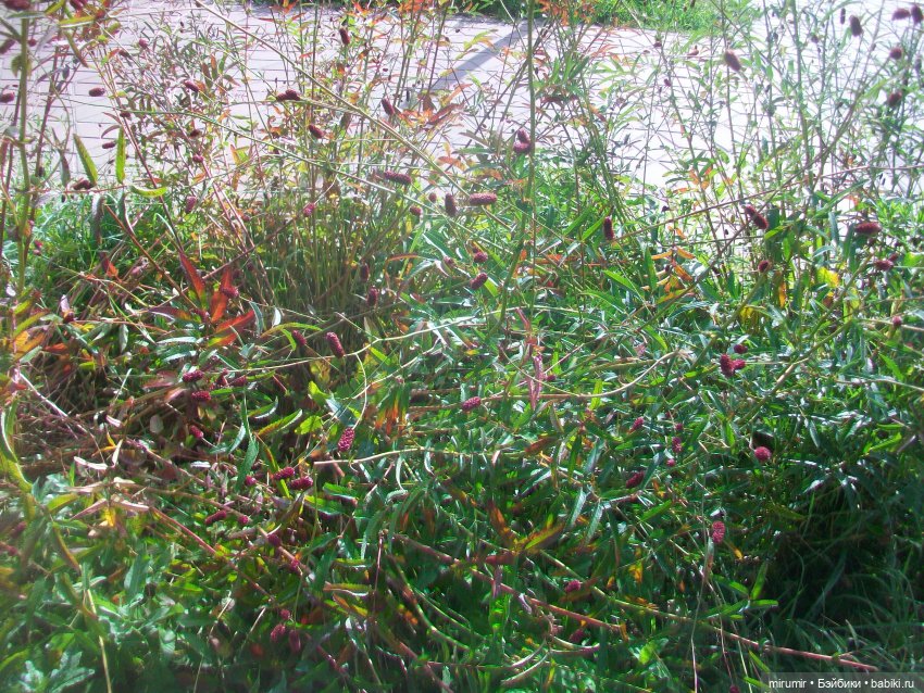 Гриль-фест — Игровые куклы разных производителей (Разное): редкие бренды (фото 4)