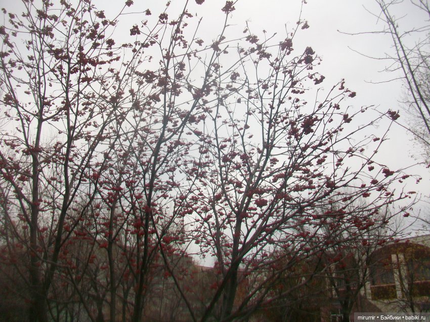 Ноябрьские прогулки - 2 — Игровые куклы разных производителей (Разное): редкие бренды