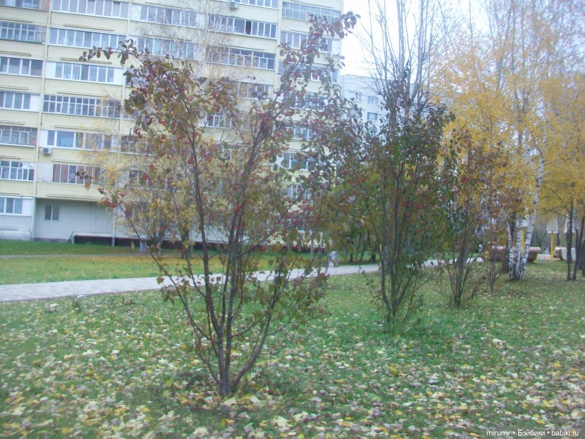 Ноябрьские прогулки - 2 — Игровые куклы разных производителей (Разное): редкие бренды