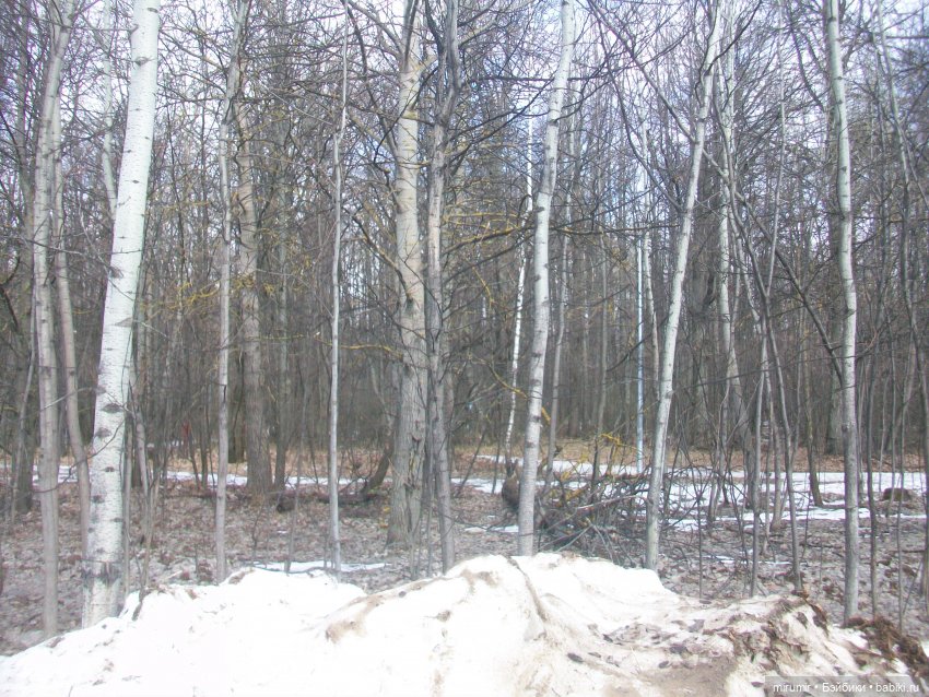 Мартовская прогулка в нашем парке (фото 8)