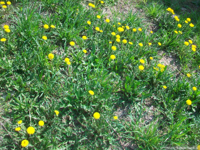 Сегодня 1 Мая — Игровые куклы разных производителей (Разное): редкие бренды