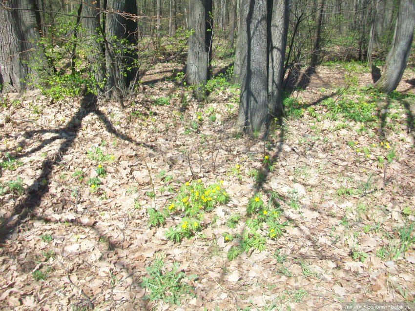 Апрельская прогулка в парке (фото 8)