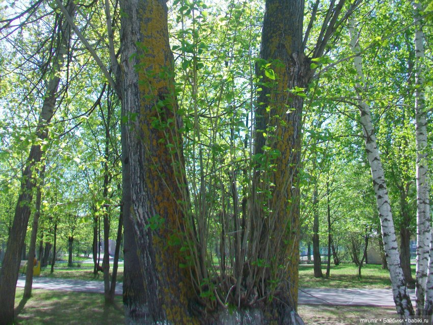 Апрельская прогулка по бульвару "Домашний"